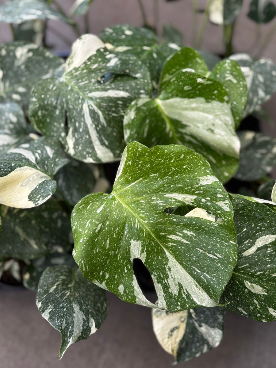 Monstera Deliciosa 'Thai Constellation'